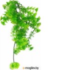    Lucky Reptile Turtle Plant Horn Fern / TP-42